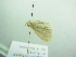  (Scopula BOLD:AAV8948 - BC ZSM Lep 88849)  @13 [ ] CreativeCommons - Attribution Non-Commercial Share-Alike (2015) Axel Hausmann/Bavarian State Collection of Zoology (ZSM) SNSB, Zoologische Staatssammlung Muenchen