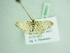  ( - BC ZSM Lep 88853)  @12 [ ] CreativeCommons - Attribution Non-Commercial Share-Alike (2015) Axel Hausmann/Bavarian State Collection of Zoology (ZSM) SNSB, Zoologische Staatssammlung Muenchen