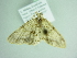  ( - BC ZSM Lep 88863)  @12 [ ] CreativeCommons - Attribution Non-Commercial Share-Alike (2015) Axel Hausmann/Bavarian State Collection of Zoology (ZSM) SNSB, Zoologische Staatssammlung Muenchen