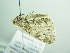  ( - BC ZSM Lep 88881)  @12 [ ] CreativeCommons - Attribution Non-Commercial Share-Alike (2015) Axel Hausmann/Bavarian State Collection of Zoology (ZSM) SNSB, Zoologische Staatssammlung Muenchen