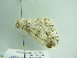  ( - BC ZSM Lep 88882)  @12 [ ] CreativeCommons - Attribution Non-Commercial Share-Alike (2015) Axel Hausmann/Bavarian State Collection of Zoology (ZSM) SNSB, Zoologische Staatssammlung Muenchen