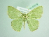  ( - BC ZSM Lep 89019)  @14 [ ] CreativeCommons - Attribution Non-Commercial Share-Alike (2015) Axel Hausmann/Bavarian State Collection of Zoology (ZSM) SNSB, Zoologische Staatssammlung Muenchen