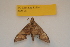  ( - BC ZSM Lep 82664)  @11 [ ] CreativeCommons - Attribution Non-Commercial Share-Alike (2016) Axel Hausmann/Bavarian State Collection of Zoology (ZSM) SNSB, Zoologische Staatssammlung Muenchen