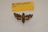  ( - BC ZSM Lep 82674)  @11 [ ] CreativeCommons - Attribution Non-Commercial Share-Alike (2016) Axel Hausmann/Bavarian State Collection of Zoology (ZSM) SNSB, Zoologische Staatssammlung Muenchen