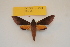  (Gnathothlibus erotus - BC ZSM Lep 82681)  @11 [ ] CreativeCommons - Attribution Non-Commercial Share-Alike (2016) Axel Hausmann/Bavarian State Collection of Zoology (ZSM) SNSB, Zoologische Staatssammlung Muenchen