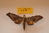  ( - BC ZSM Lep 82706)  @13 [ ] Axel Hausmann/Bavarian State Collection of Zoology (ZSM) (2016) Axel Hausmann/Bavarian State Collection of Zoology (ZSM) SNSB, Zoologische Staatssammlung Muenchen