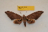  ( - BC ZSM Lep 82708)  @11 [ ] Axel Hausmann/Bavarian State Collection of Zoology (ZSM) (2016) Axel Hausmann/Bavarian State Collection of Zoology (ZSM) SNSB, Zoologische Staatssammlung Muenchen