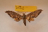  ( - BC ZSM Lep 82716)  @11 [ ] Axel Hausmann/Bavarian State Collection of Zoology (ZSM) (2016) Axel Hausmann/Bavarian State Collection of Zoology (ZSM) SNSB, Zoologische Staatssammlung Muenchen