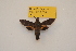  ( - BC ZSM Lep 82727)  @11 [ ] Axel Hausmann/Bavarian State Collection of Zoology (ZSM) (2016) Axel Hausmann/Bavarian State Collection of Zoology (ZSM) SNSB, Zoologische Staatssammlung Muenchen