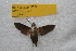  ( - BC ZSM Lep 82728)  @11 [ ] CreativeCommons - Attribution Non-Commercial Share-Alike (2016) SNSB, Staatliche Naturwissenschaftliche Sammlungen Bayerns ZSM (SNSB, Zoologische Staatssammlung Muenchen)