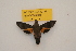  ( - BC ZSM Lep 82739)  @11 [ ] Axel Hausmann/Bavarian State Collection of Zoology (ZSM) (2016) Axel Hausmann/Bavarian State Collection of Zoology (ZSM) SNSB, Zoologische Staatssammlung Muenchen