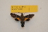  ( - BC ZSM Lep 82740)  @14 [ ] Axel Hausmann/Bavarian State Collection of Zoology (ZSM) (2016) Axel Hausmann/Bavarian State Collection of Zoology (ZSM) SNSB, Zoologische Staatssammlung Muenchen