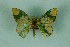  ( - BC ZSM Lep 88279)  @11 [ ] Axel Hausmann/Bavarian State Collection of Zoology (ZSM) (2015) Axel Hausmann/Bavarian State Collection of Zoology (ZSM) SNSB, Zoologische Staatssammlung Muenchen