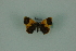  (Opisthoxia fasciata - BC ZSM Lep 88315)  @11 [ ] Axel Hausmann/Bavarian State Collection of Zoology (ZSM) (2015) Axel Hausmann/Bavarian State Collection of Zoology (ZSM) SNSB, Zoologische Staatssammlung Muenchen