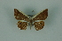  (Opisthoxia claudiariaMo54 - BC ZSM Lep 88316)  @11 [ ] Axel Hausmann/Bavarian State Collection of Zoology (ZSM) (2015) Axel Hausmann/Bavarian State Collection of Zoology (ZSM) SNSB, Zoologische Staatssammlung Muenchen