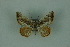  ( - BC ZSM Lep 88318)  @11 [ ] Axel Hausmann/Bavarian State Collection of Zoology (ZSM) (2015) Axel Hausmann/Bavarian State Collection of Zoology (ZSM) SNSB, Zoologische Staatssammlung Muenchen