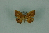  (Opisthoxia pamphilaria - BC ZSM Lep 88319)  @11 [ ] Axel Hausmann/Bavarian State Collection of Zoology (ZSM) (2015) Axel Hausmann/Bavarian State Collection of Zoology (ZSM) SNSB, Zoologische Staatssammlung Muenchen