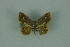  (Opisthoxia alectaria - BC ZSM Lep 88320)  @14 [ ] Axel Hausmann/Bavarian State Collection of Zoology (ZSM) (2015) Axel Hausmann/Bavarian State Collection of Zoology (ZSM) SNSB, Zoologische Staatssammlung Muenchen