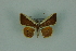  (Opisthoxia claudiaria - BC ZSM Lep 88322)  @12 [ ] Axel Hausmann/Bavarian State Collection of Zoology (ZSM) (2015) Axel Hausmann/Bavarian State Collection of Zoology (ZSM) SNSB, Zoologische Staatssammlung Muenchen