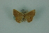  (Opisthoxia bracteataMo667 - BC ZSM Lep 88323)  @11 [ ] Axel Hausmann/Bavarian State Collection of Zoology (ZSM) (2015) Axel Hausmann/Bavarian State Collection of Zoology (ZSM) SNSB, Zoologische Staatssammlung Muenchen