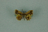  ( - BC ZSM Lep 88324)  @12 [ ] Axel Hausmann/Bavarian State Collection of Zoology (ZSM) (2015) Axel Hausmann/Bavarian State Collection of Zoology (ZSM) SNSB, Zoologische Staatssammlung Muenchen