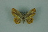  (Opisthoxia lyllariaMo1053 - BC ZSM Lep 88325)  @13 [ ] Axel Hausmann/Bavarian State Collection of Zoology (ZSM) (2015) Axel Hausmann/Bavarian State Collection of Zoology (ZSM) SNSB, Zoologische Staatssammlung Muenchen