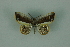  (Opisthoxia phryneariaMo1418 - BC ZSM Lep 88326)  @13 [ ] Axel Hausmann/Bavarian State Collection of Zoology (ZSM) (2015) Axel Hausmann/Bavarian State Collection of Zoology (ZSM) SNSB, Zoologische Staatssammlung Muenchen