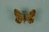  (Opisthoxia Mo1419 - BC ZSM Lep 88327)  @11 [ ] Axel Hausmann/Bavarian State Collection of Zoology (ZSM) (2015) Axel Hausmann/Bavarian State Collection of Zoology (ZSM) SNSB, Zoologische Staatssammlung Muenchen