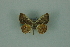  (Opisthoxia aurelia - BC ZSM Lep 88328)  @14 [ ] Axel Hausmann/Bavarian State Collection of Zoology (ZSM) (2015) Axel Hausmann/Bavarian State Collection of Zoology (ZSM) SNSB, Zoologische Staatssammlung Muenchen