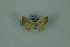  (Opisthoxia Mo1421 - BC ZSM Lep 88329)  @11 [ ] Axel Hausmann/Bavarian State Collection of Zoology (ZSM) (2015) Axel Hausmann/Bavarian State Collection of Zoology (ZSM) SNSB, Zoologische Staatssammlung Muenchen