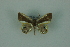  (Opisthoxia monanariaMo1684 - BC ZSM Lep 88330)  @13 [ ] Axel Hausmann/Bavarian State Collection of Zoology (ZSM) (2015) Axel Hausmann/Bavarian State Collection of Zoology (ZSM) SNSB, Zoologische Staatssammlung Muenchen