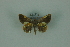  (Opisthoxia amphissaria - BC ZSM Lep 88331)  @13 [ ] Axel Hausmann/Bavarian State Collection of Zoology (ZSM) (2015) Axel Hausmann/Bavarian State Collection of Zoology (ZSM) SNSB, Zoologische Staatssammlung Muenchen