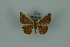  (Opisthoxia bracteataMo2319 - BC ZSM Lep 88332)  @11 [ ] Axel Hausmann/Bavarian State Collection of Zoology (ZSM) (2015) Axel Hausmann/Bavarian State Collection of Zoology (ZSM) SNSB, Zoologische Staatssammlung Muenchen