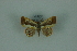  (Opisthoxia archidariaMo2321 - BC ZSM Lep 88333)  @14 [ ] Axel Hausmann/Bavarian State Collection of Zoology (ZSM) (2015) Axel Hausmann/Bavarian State Collection of Zoology (ZSM) SNSB, Zoologische Staatssammlung Muenchen