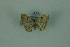  ( - BC ZSM Lep 88338)  @12 [ ] Axel Hausmann/Bavarian State Collection of Zoology (ZSM) (2015) Axel Hausmann/Bavarian State Collection of Zoology (ZSM) SNSB, Zoologische Staatssammlung Muenchen