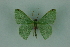  ( - BC ZSM Lep 88339)  @13 [ ] Axel Hausmann/Bavarian State Collection of Zoology (ZSM) (2015) Axel Hausmann/Bavarian State Collection of Zoology (ZSM) SNSB, Zoologische Staatssammlung Muenchen