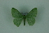  (Nemoria unipunctata - BC ZSM Lep 88340)  @11 [ ] Axel Hausmann/Bavarian State Collection of Zoology (ZSM) (2015) Axel Hausmann/Bavarian State Collection of Zoology (ZSM) SNSB, Zoologische Staatssammlung Muenchen