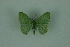  (Nemoria dentilinea paurocaulaMo137 - BC ZSM Lep 88341)  @13 [ ] Axel Hausmann/Bavarian State Collection of Zoology (ZSM) (2015) Axel Hausmann/Bavarian State Collection of Zoology (ZSM) SNSB, Zoologische Staatssammlung Muenchen