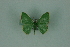  (Nemoria gortaria - BC ZSM Lep 88342)  @14 [ ] Axel Hausmann/Bavarian State Collection of Zoology (ZSM) (2015) Axel Hausmann/Bavarian State Collection of Zoology (ZSM) SNSB, Zoologische Staatssammlung Muenchen