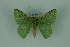  (Nemoria parcipunctaMo1079 - BC ZSM Lep 88344)  @11 [ ] Axel Hausmann/Bavarian State Collection of Zoology (ZSM) (2015) Axel Hausmann/Bavarian State Collection of Zoology (ZSM) SNSB, Zoologische Staatssammlung Muenchen