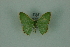  (Nemoria gortariaMo938 - BC ZSM Lep 88345)  @13 [ ] Axel Hausmann/Bavarian State Collection of Zoology (ZSM) (2015) Axel Hausmann/Bavarian State Collection of Zoology (ZSM) SNSB, Zoologische Staatssammlung Muenchen