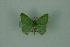  (Nemoria Mo1535 - BC ZSM Lep 88346)  @11 [ ] Axel Hausmann/Bavarian State Collection of Zoology (ZSM) (2015) Axel Hausmann/Bavarian State Collection of Zoology (ZSM) SNSB, Zoologische Staatssammlung Muenchen
