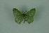  (Nemoria Mo1537 - BC ZSM Lep 88347)  @11 [ ] Axel Hausmann/Bavarian State Collection of Zoology (ZSM) (2015) Axel Hausmann/Bavarian State Collection of Zoology (ZSM) SNSB, Zoologische Staatssammlung Muenchen