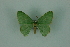  (Nemoria dentilinea - BC ZSM Lep 88349)  @13 [ ] Axel Hausmann/Bavarian State Collection of Zoology (ZSM) (2015) Axel Hausmann/Bavarian State Collection of Zoology (ZSM) SNSB, Zoologische Staatssammlung Muenchen