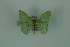  (Nemoria Mo2101 - BC ZSM Lep 88350)  @13 [ ] Axel Hausmann/Bavarian State Collection of Zoology (ZSM) (2015) Axel Hausmann/Bavarian State Collection of Zoology (ZSM) SNSB, Zoologische Staatssammlung Muenchen
