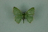  (Nemoria carolinae - BC ZSM Lep 88351)  @14 [ ] Axel Hausmann/Bavarian State Collection of Zoology (ZSM) (2015) Axel Hausmann/Bavarian State Collection of Zoology (ZSM) SNSB, Zoologische Staatssammlung Muenchen