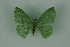  (Nemoria unipunctataMo188 - BC ZSM Lep 88352)  @13 [ ] Axel Hausmann/Bavarian State Collection of Zoology (ZSM) (2015) Axel Hausmann/Bavarian State Collection of Zoology (ZSM) SNSB, Zoologische Staatssammlung Muenchen