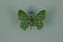  ( - BC ZSM Lep 88354)  @13 [ ] Axel Hausmann/Bavarian State Collection of Zoology (ZSM) (2015) Axel Hausmann/Bavarian State Collection of Zoology (ZSM) SNSB, Zoologische Staatssammlung Muenchen