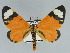  (Paraptychodes costimaculata - BC ZSM Lep 89507)  @13 [ ] CreativeCommons - Attribution Non-Commercial Share-Alike (2015) Axel Hausmann/Bavarian State Collection of Zoology (ZSM) SNSB, Zoologische Staatssammlung Muenchen