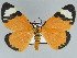  ( - BC ZSM Lep 89508)  @11 [ ] CreativeCommons - Attribution Non-Commercial Share-Alike (2015) Axel Hausmann/Bavarian State Collection of Zoology (ZSM) SNSB, Zoologische Staatssammlung Muenchen